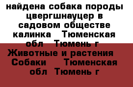 найдена собака породы цвергшнауцер в садовом обществе калинка - Тюменская обл., Тюмень г. Животные и растения » Собаки   . Тюменская обл.,Тюмень г.